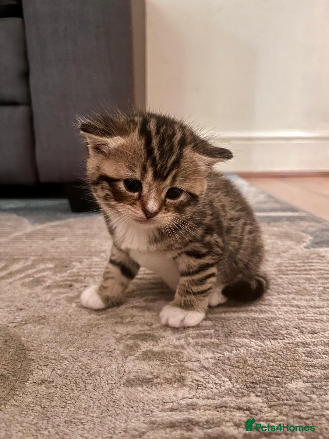 Mixed Breed cats for sale: 1/4 Persian, 1/4 Ragdoll kittens looking for home - Image 11