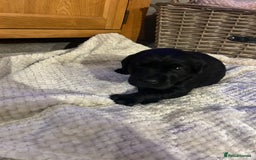 Labrador Retriever dogs for sale: Black Labrador Puppies  - Image 11