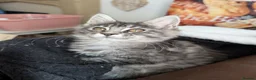 Maine Coon cats for sale: Tica registered mainecoons  - Advert 7