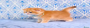 British Shorthair Golden Shaded