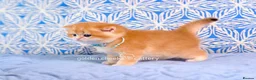 British Shorthair cats for sale: Exceptional Kittens from Outstanding Bloodlines  - Advert 13