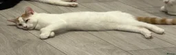 Mixed Breed cats for sale: 4 kittens looking for a loving home - Advert 12