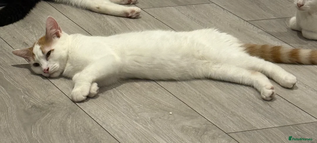 Mixed Breed cats for sale: 4 kittens looking for a loving home - Advert 12