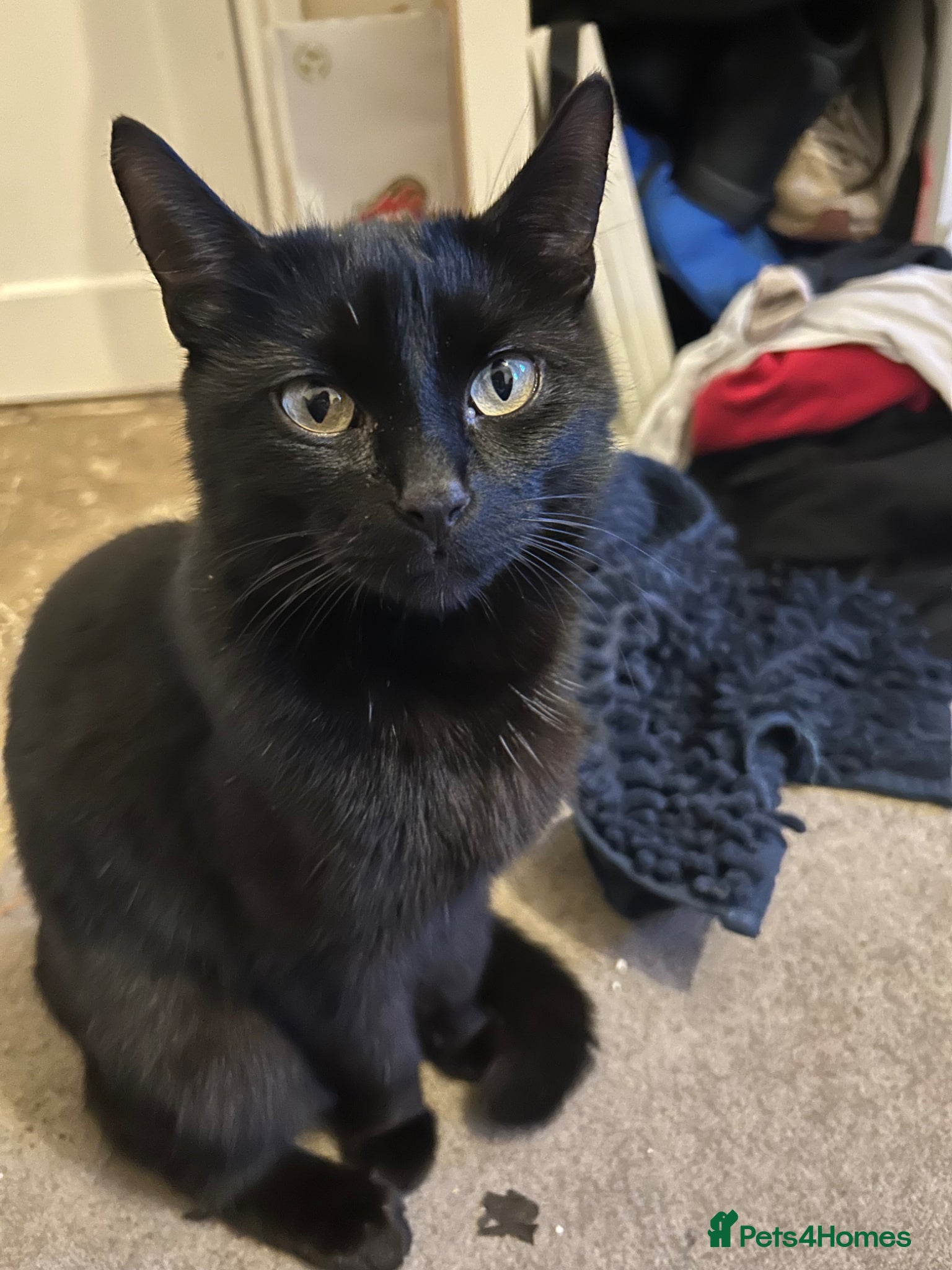 Bombay cats Bombay kittens for sale  - Advert 1