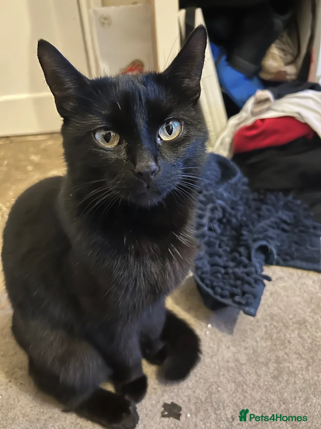 Bombay cats for sale: Bombay kittens for sale  - Advert 1