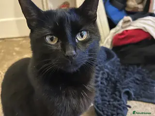 Bombay cats Bombay kittens for sale - Advert 2