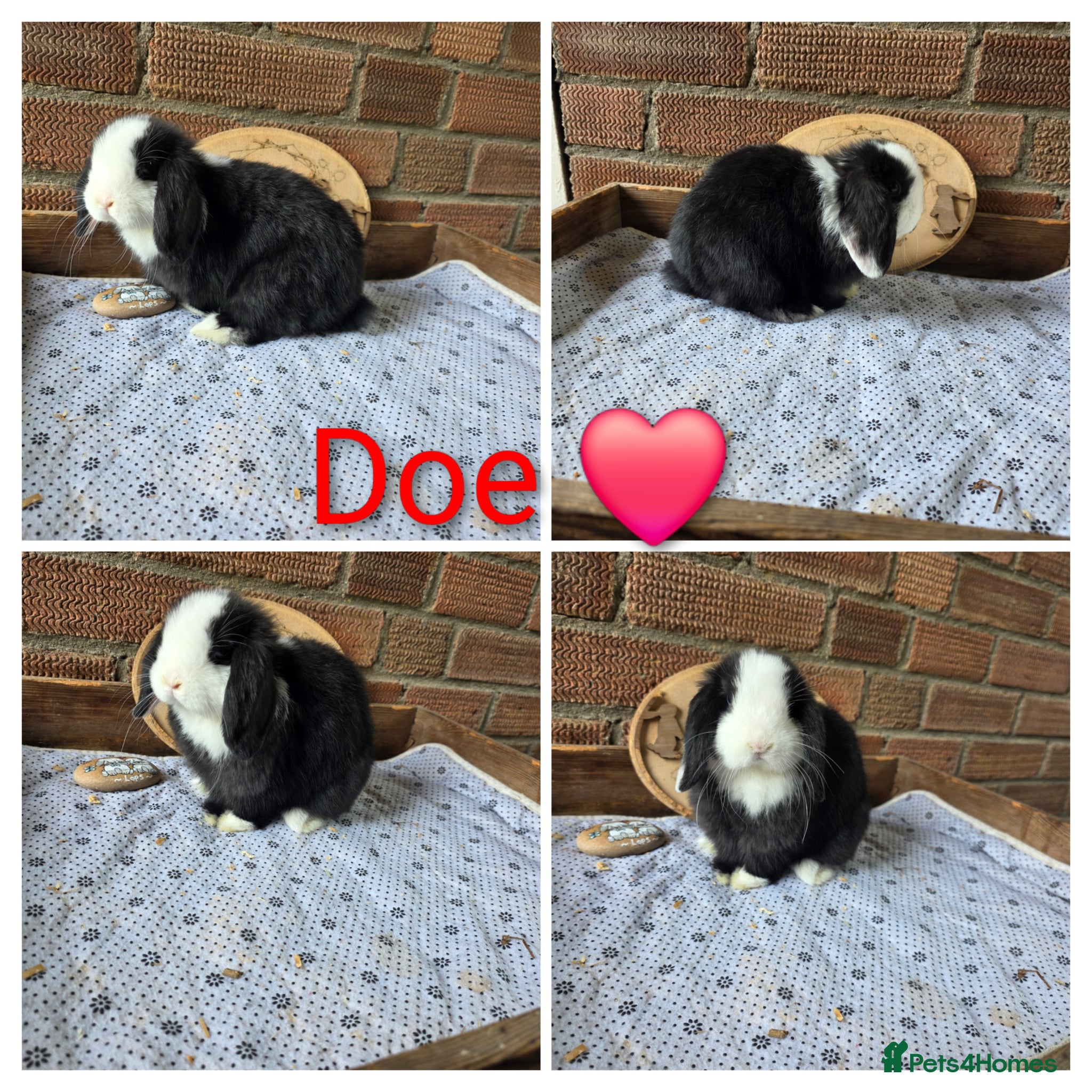 Mini Lop rabbits READY NOW Gorgeous Pure Breed Mini Lops  - Advert 1