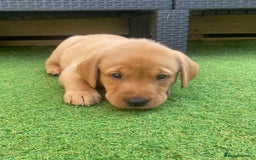 Labrador Retriever dogs for sale: Labrador Retriever Fox Red KC Registered  - Image 13