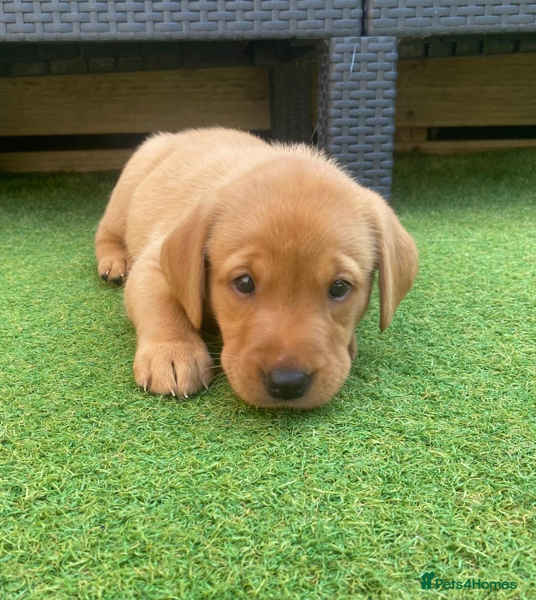 Labrador Retriever dogs for sale: Labrador Retriever Fox Red KC Registered  - Image 13