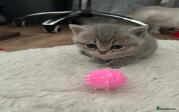British Shorthair cats for sale: British shorthair kittens  - Image 19
