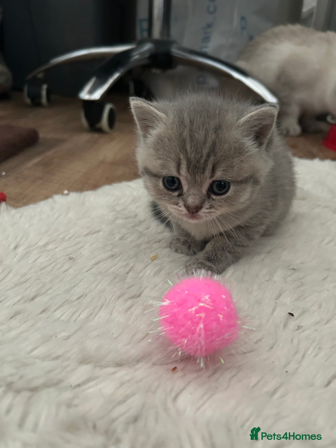British Shorthair cats for sale: British shorthair kittens  - Image 19