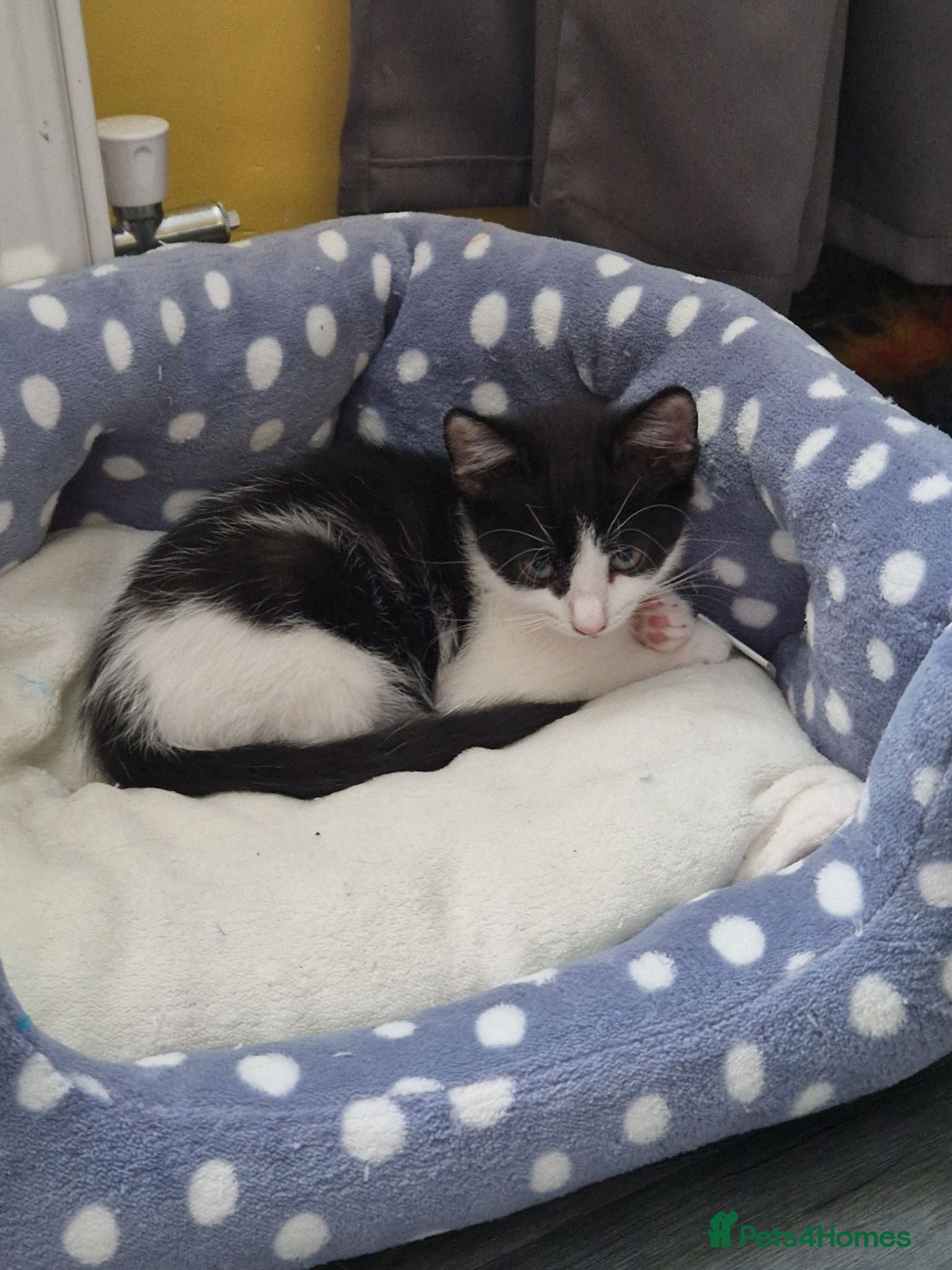 Mixed Breed cats Loving Home Wanted for a Kitten ❤️ - Advert 4