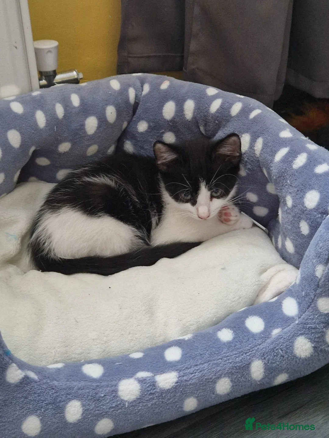 Mixed Breed cats for sale: Loving Home Wanted for a Kitten ❤️ - Advert 1