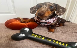 Miniature Dachshund dogs for sale: Lovely Miniature Dachshund Puppy - Image 11