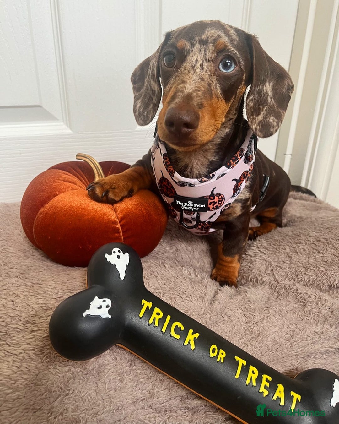 Miniature Dachshund dogs for sale: Lovely Miniature Dachshund Puppy - Image 11