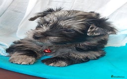 Yorkshire Terrier dogs for sale: Rare Colourful Pedigree Yorkies Certified Breeder - Image 21