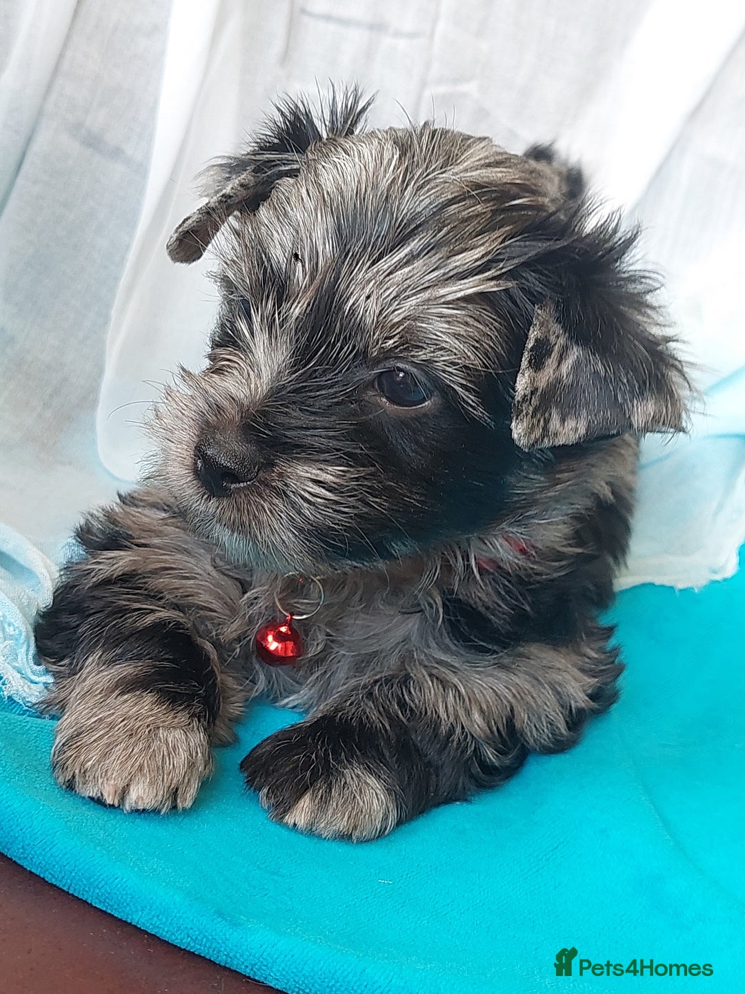 Yorkshire Terrier dogs for sale: Rare Colourful Pedigree Yorkies Certified Breeder - Image 21