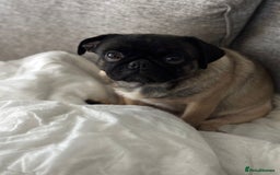 Pug dogs for sale: Female pug 3year old  - Image 4