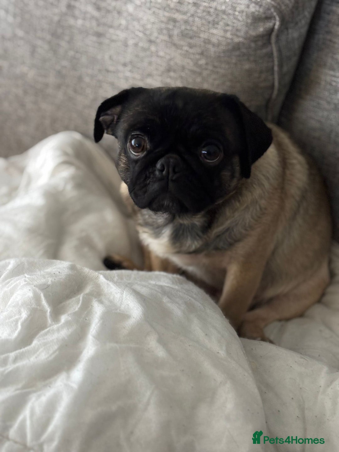 Pug dogs for sale: Female pug 3year old  - Image 4