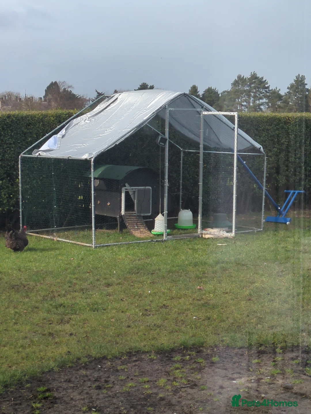 Chickens poultry for sale: 3 Hens+Nestera Lodge+Omlet Auto Door+Walk-In Run in Newbridge - Advert 3
