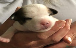 Jack Russell dogs for sale: Jack Russell Terriers - Image 10