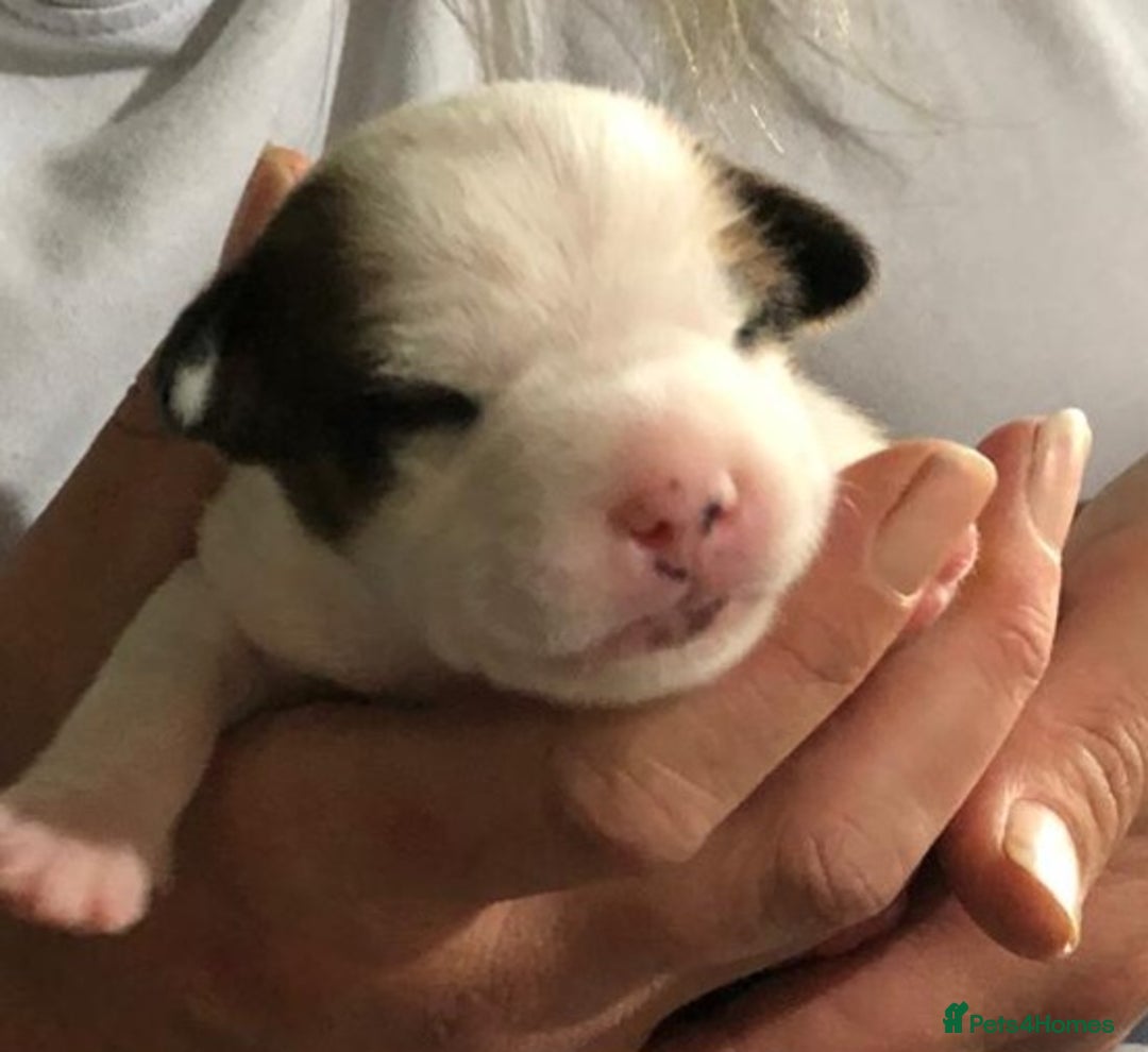 Jack Russell dogs for sale: Jack Russell Terriers - Image 10