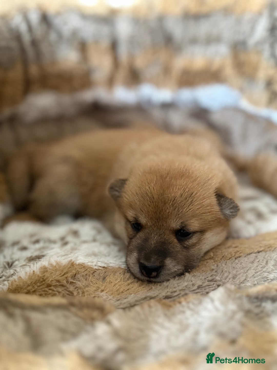 Japanese Shiba Inu dogs for sale: 🧡🦊 Beautiful K.C Shiba Inu Puppies Ready Soon - Image 13