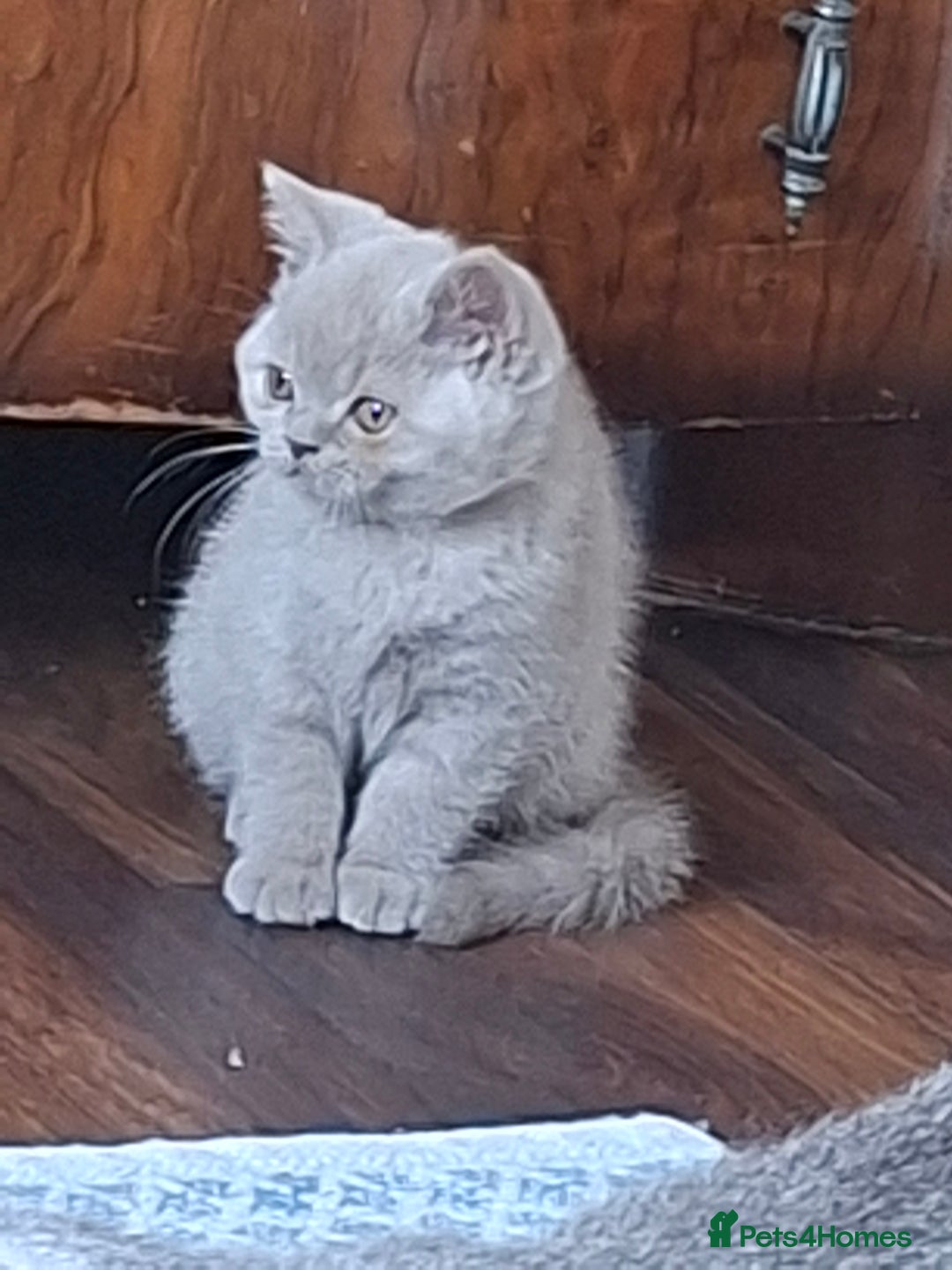 British Shorthair cats for sale: British Blue Short-hair 4 kittens for sale  - Image 31