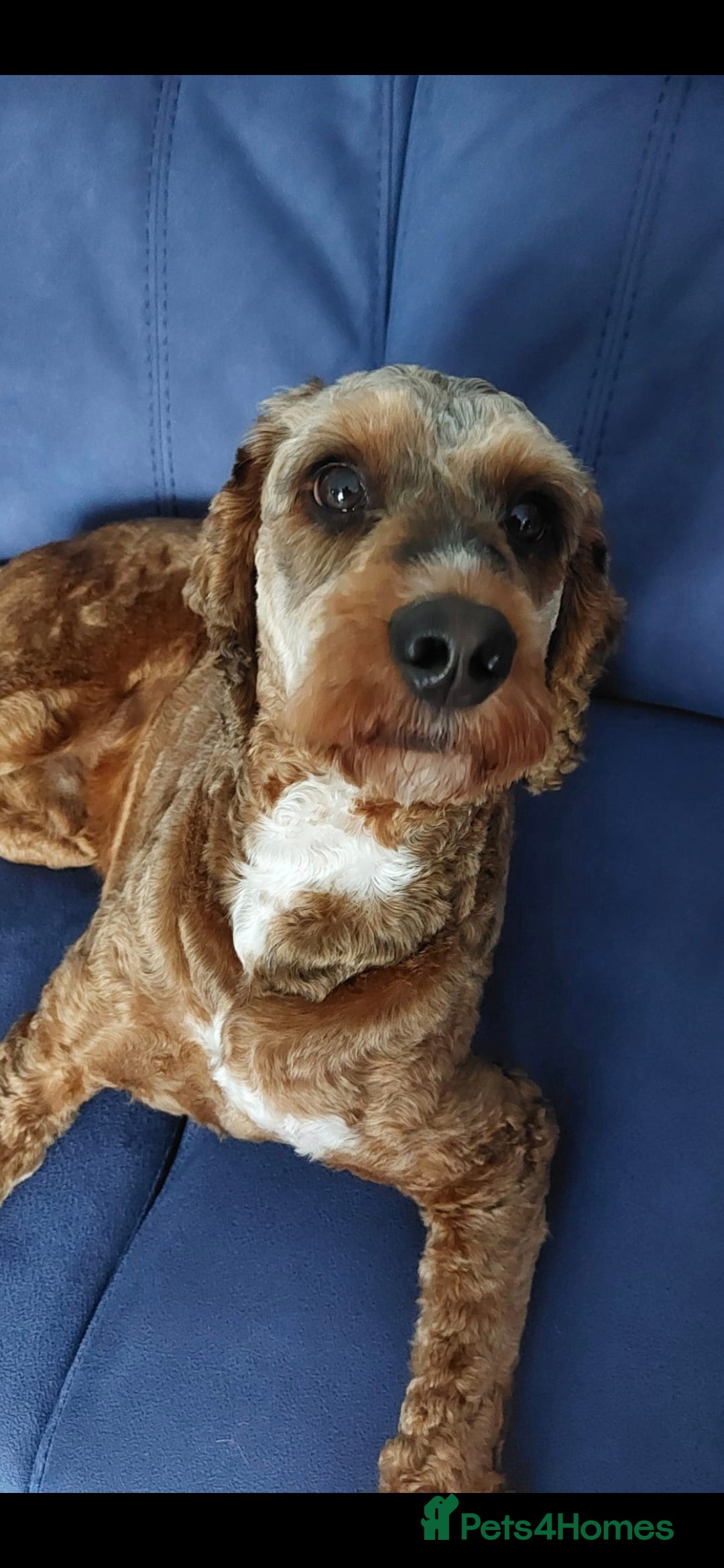 Cockapoo dogs Handsome Cockapoo for stud - Advert 18