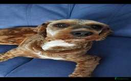 Cockapoo dogs for stud: Handsome Cockapoo for stud - Image 1