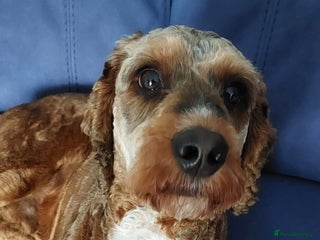 Cockapoo dogs - Advert 1