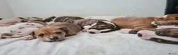 Alapaha Blue Blood Bulldog dogs for sale: Amazing bulldog puppies  in London - Advert 6