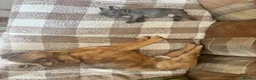 French Bulldog dogs for sale: French bulldog boy for sale - Advert 3