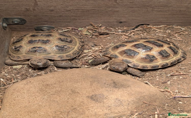 Tortoise reptiles - Advert 8