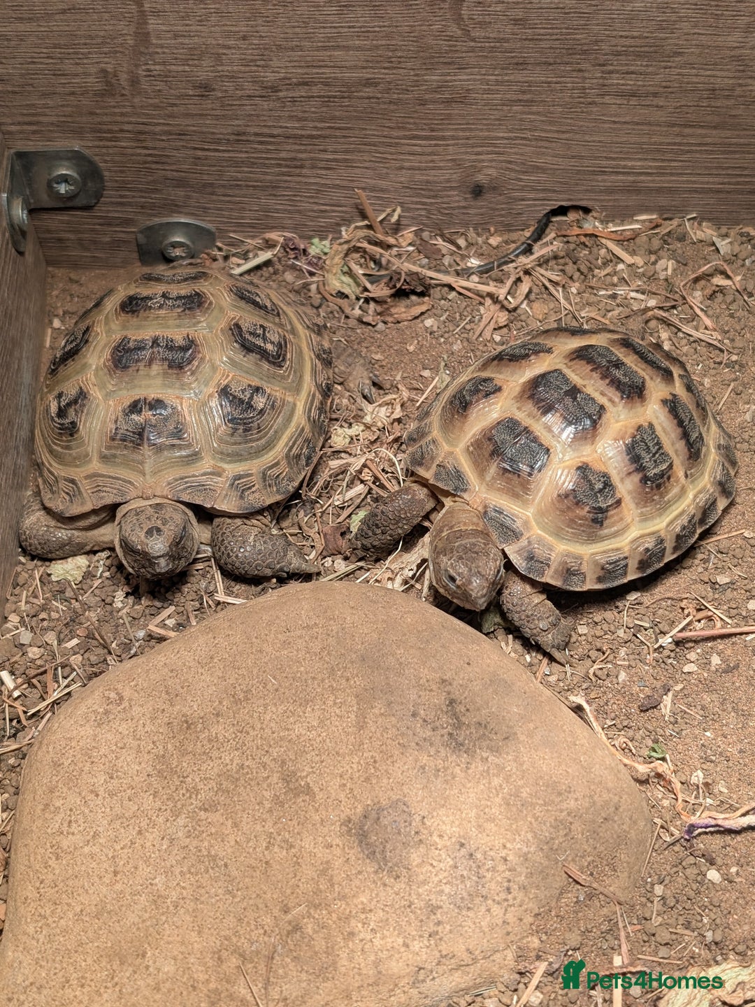 Tortoise reptiles for sale: Sarah Taylor - Image 1