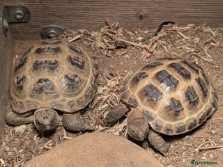 Tortoise reptiles - Advert 4