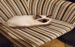 Ragdoll cats for stud: Ollie - Ragdoll Stud Available - Playful & Loving - Image 13