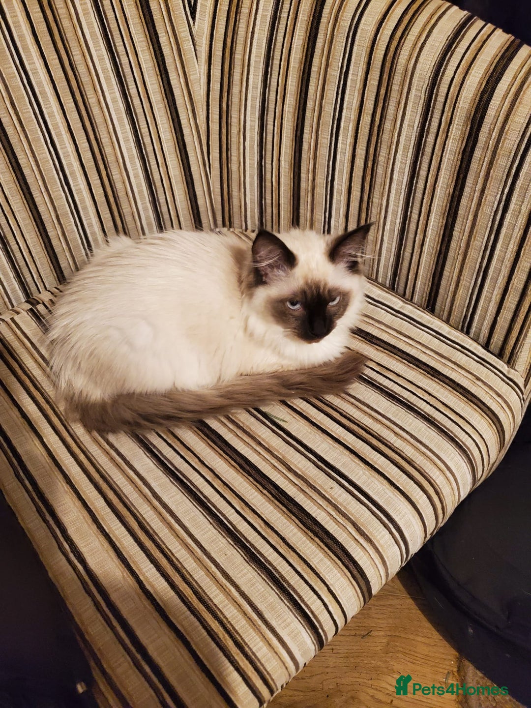 Ragdoll cats for stud: Ollie - Ragdoll Stud Available - Playful & Loving - Image 13