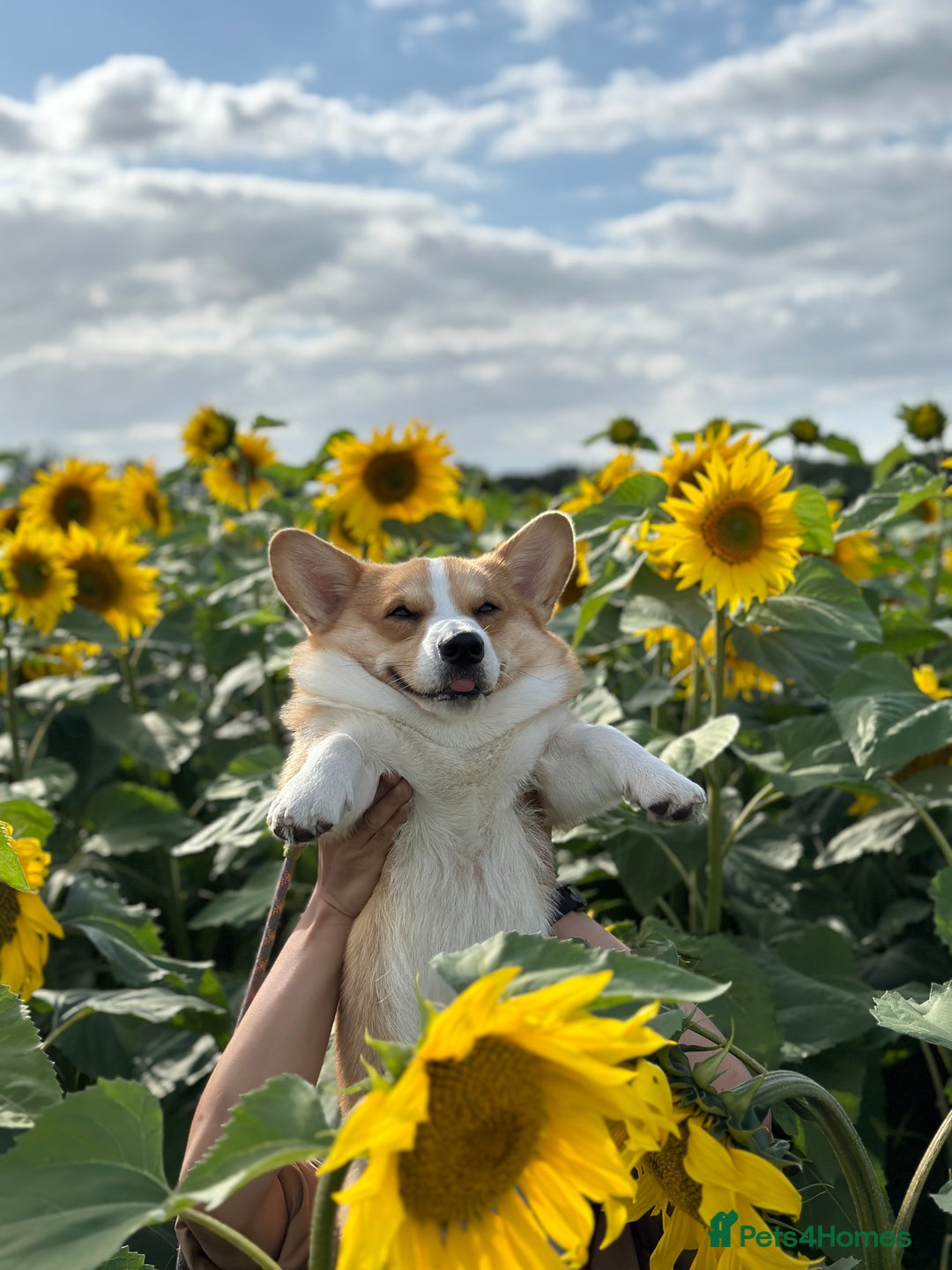 Welsh Corgi Pembroke dogs for stud: KC reg Welsh Pembroke Corgi for stud - Advert 4