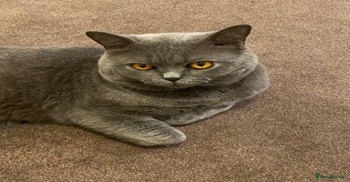 British Shorthair cats - Advert 11