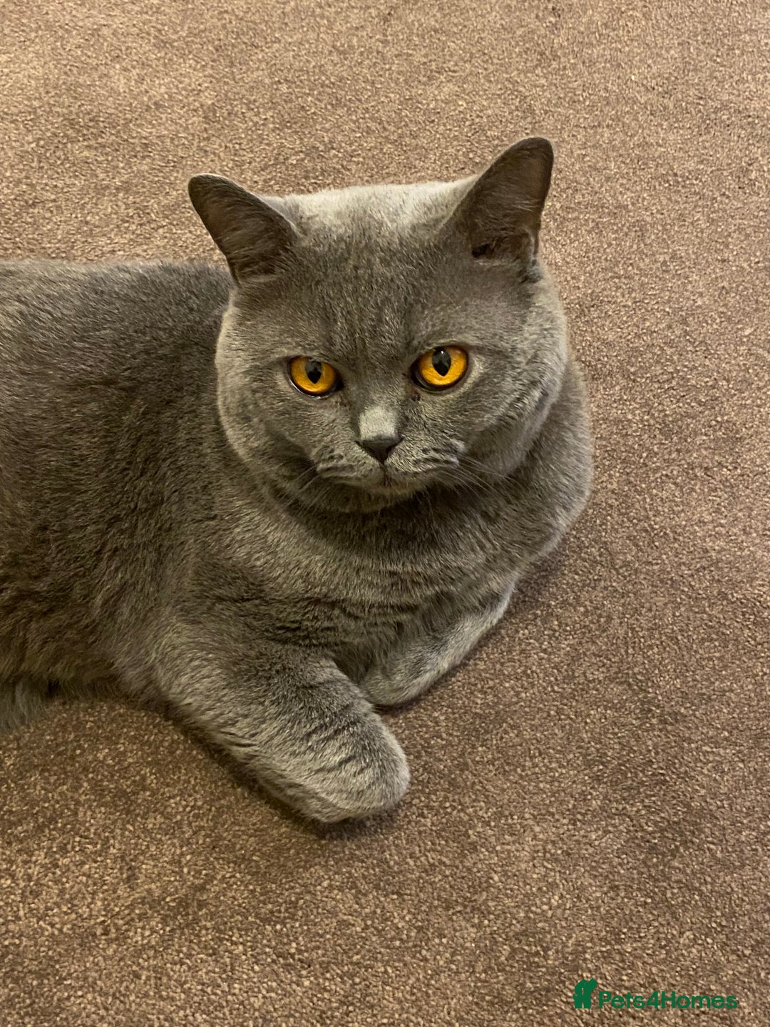 British Shorthair cats for sale: Mr Kittykat - Image 3