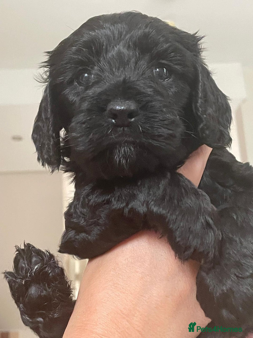 Mixed Breed dogs for sale: Beautiful cocker/cavapoo puppies  - Image 6