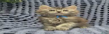 Maine Coon 6