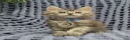 Maine Coon cats for sale: Stunning Maine Coon Kittens  - Advert 5