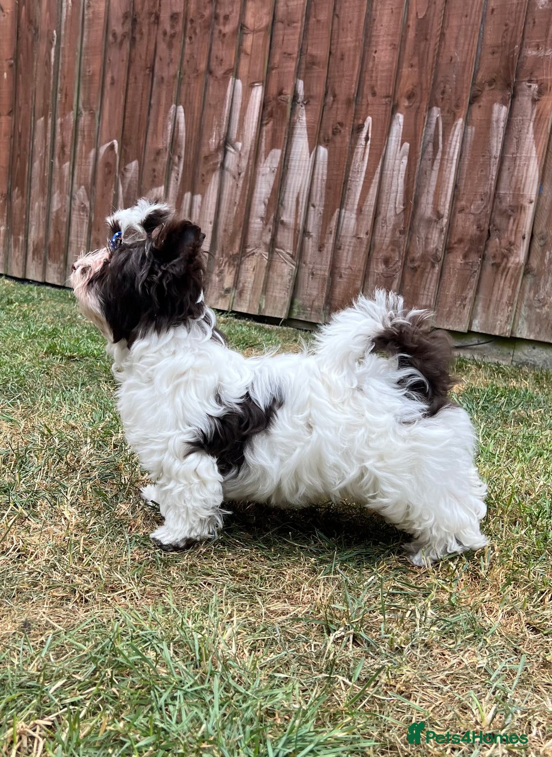 Yorkshire Terrier dogs for sale: Tiny Boys !!! Pedigrees !!! in Coventry - Image 20