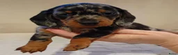 Miniature Dachshund dogs for sale: 💜 miniature dachshunds 💝 in Preston - Advert 14