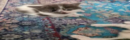 Mixed Breed cats for sale: Adorable Mixed Kittens Ready for Loving Homes - Advert 28