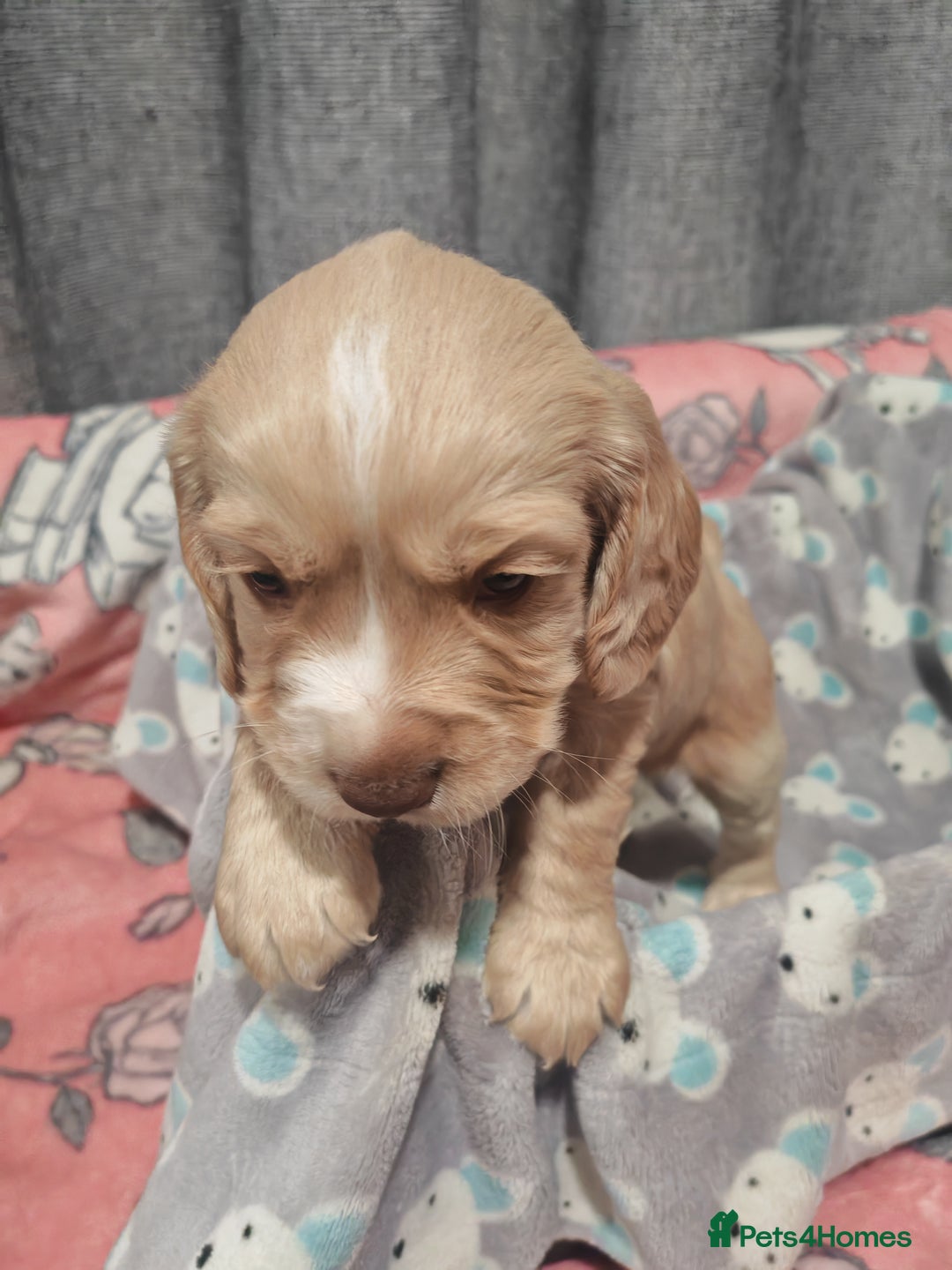 Cocker Spaniel dogs for sale: Pure Working Cocker Spaniel Puppies - Advert 4