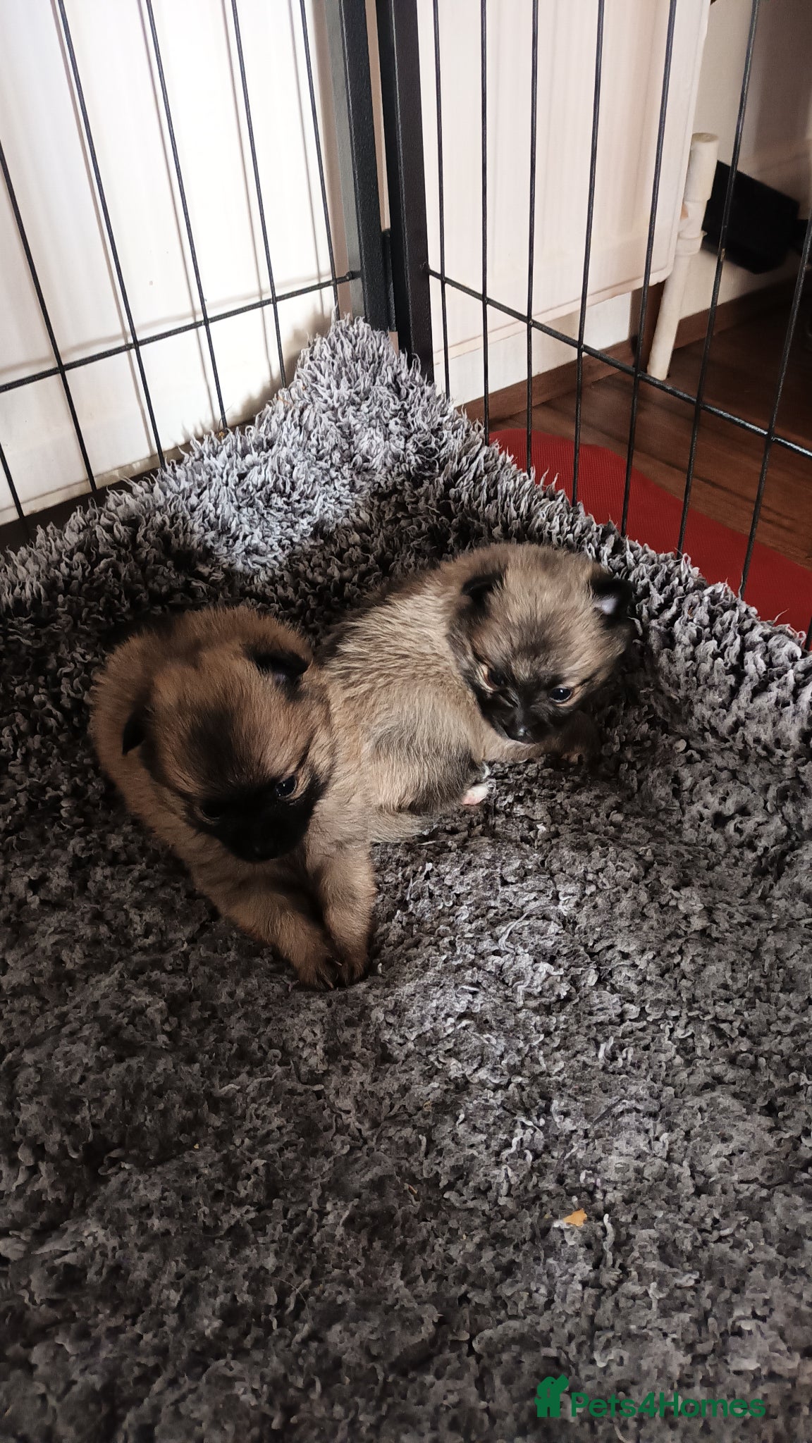Pomeranian dogs for sale: 4 boy pomeranian, Russian line - Advert 9