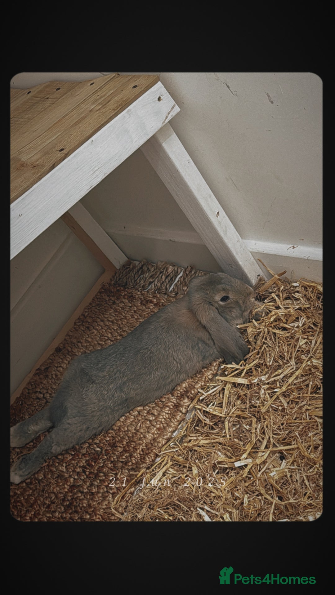 French Lop rabbits for sale: Beautiful Baige colour French loop  - Image 1